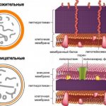 2 types of microorganisms