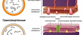 2 types of microorganisms