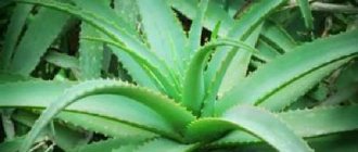 Aloe