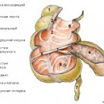 анатомия илеоцекального клапана
