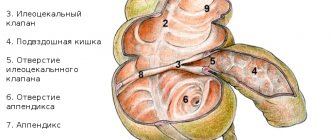 anatomy of the ileocecal valve