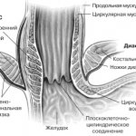 Anatomy of the esophagogastric junction (Gorban V.V. et al.)