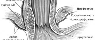 Anatomy of the esophagogastric junction (Gorban V.V. et al.)