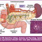 Anatomy of the pancreas