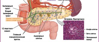 Anatomy of the pancreas