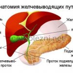 Анатомия желчевыводящих путей