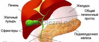 Anatomy of the biliary tract