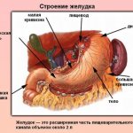 Анатомия желудка, строение желудка, лечение желудка.jpg