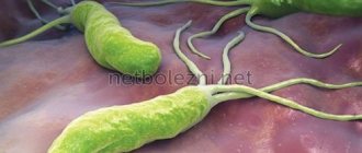 Bacteria Helicobacter pylori