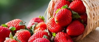 Due to its properties, strawberries are considered not only a valuable product, but also a medicine that has a beneficial effect on the entire human body.