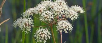 hemlock for cancer