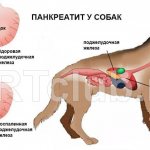 Что такое панкреатит у животных