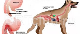 Что такое панкреатит у животных