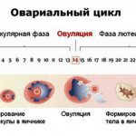 циклы овуляции