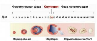 ovulation cycles