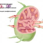 If a child has mesadenitis on ultrasound. Or why are there lymph nodes in the stomach? 