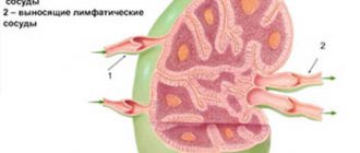 If a child has mesadenitis on ultrasound. Or why are there lymph nodes in the stomach? 