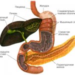 bowel functions