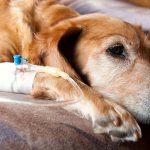 Hemorrhagic gastroenteritis in dogs: symptoms and treatment, causes, risk groups and routes of transmission