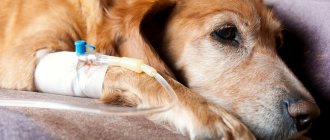 Геморрагический гастроэнтерит у собак: симптомы и лечение, причины возникновения, группы риска и пути передачи