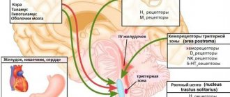 Головной мозг