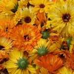 How to use calendula suppositories to treat hemorrhoids