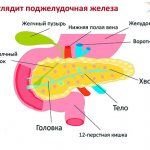 What does the pancreas look like?