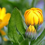 calendula for gastritis