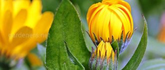 calendula for gastritis