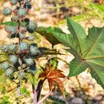 Castor oil for constipation is produced from the castor bean plant, photo