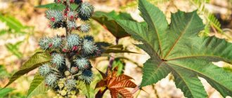 Castor oil for constipation is produced from the castor bean plant, photo