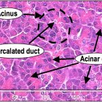 Pancreatic cells