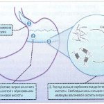 Механизм действия препарата Гавискон форте