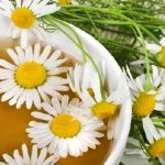 Chamomile infusions and decoctions for the treatment of hemorrhoids