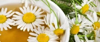 Chamomile infusions and decoctions for the treatment of hemorrhoids