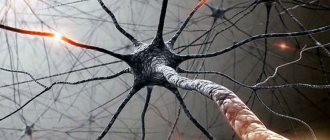 Neurons