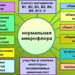 Normal human microflora includes a huge number of bacteria. They not only do not harm the human body, but also perform a number of important functions. 