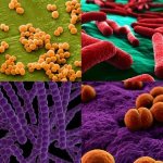 Bacteria dangerous to humans