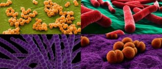 Опасные для человека бактерии
