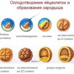 оплодотворения яйцеклетки и образование зародыша