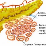 Islets of Langerhans of the pancreas