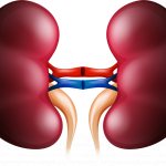 Kidneys – organ of the urinary system