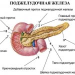 Pancreas