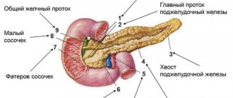 Pancreas