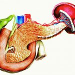 Pancreas