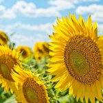 The benefits of sunflower oil for constipation include the high content of vitamins and beneficial acids, photo