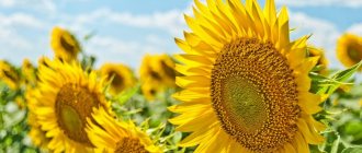 The benefits of sunflower oil for constipation include the high content of vitamins and beneficial acids, photo