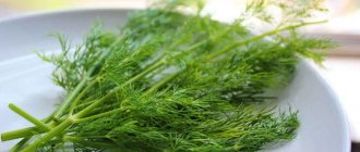 The benefits of dill