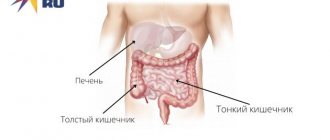 Location of the liver in the abdominal cavity