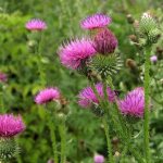 Milk thistle for pancreatitis helps to normalize the functioning of the diseased organ and alleviate the patient’s condition during an attack